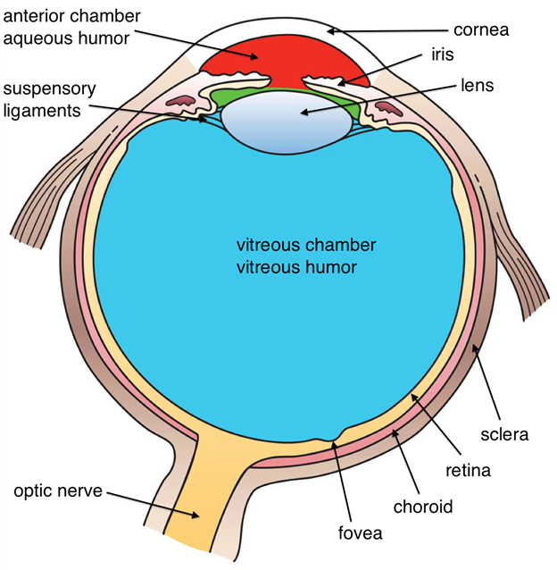 Diagram of Eye Source: Wikipedia